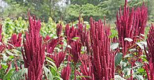 Thumbnail: Ododo/Terere (Amaranthus)