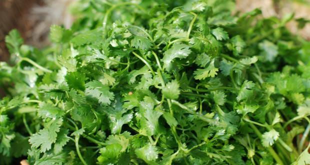 Thumbnail: Coriander Leaf (Dhania Pata)