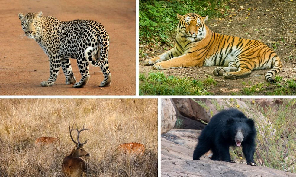 wildlife in pench