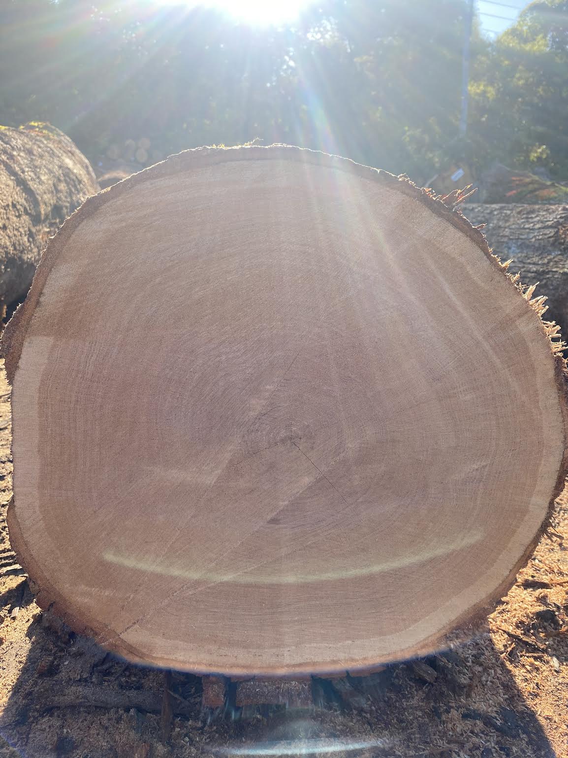 Buying veneer white oak