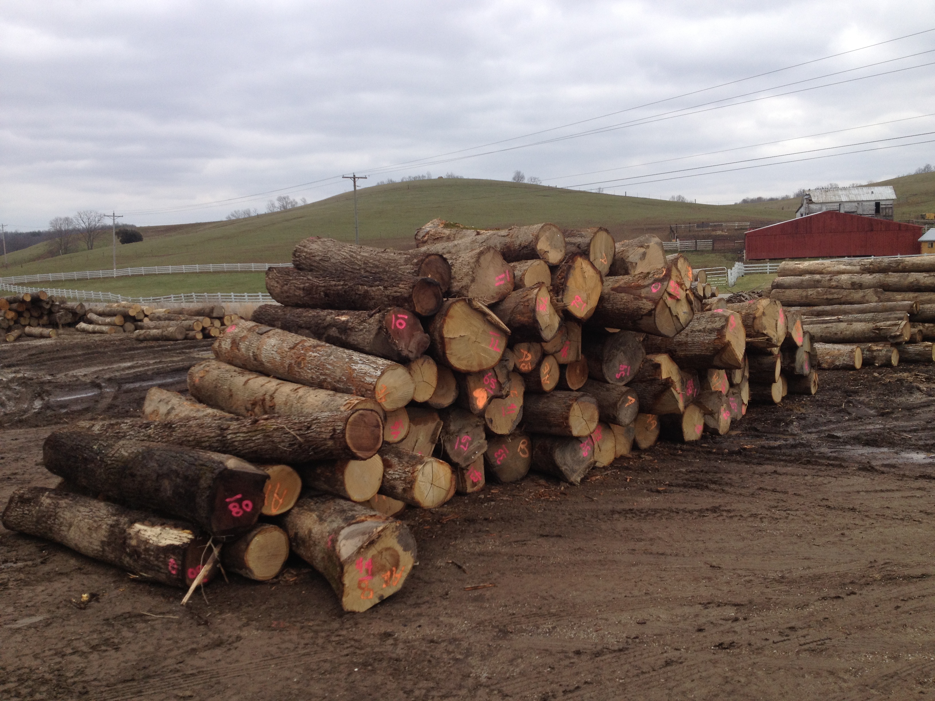 Premium veneer logs
