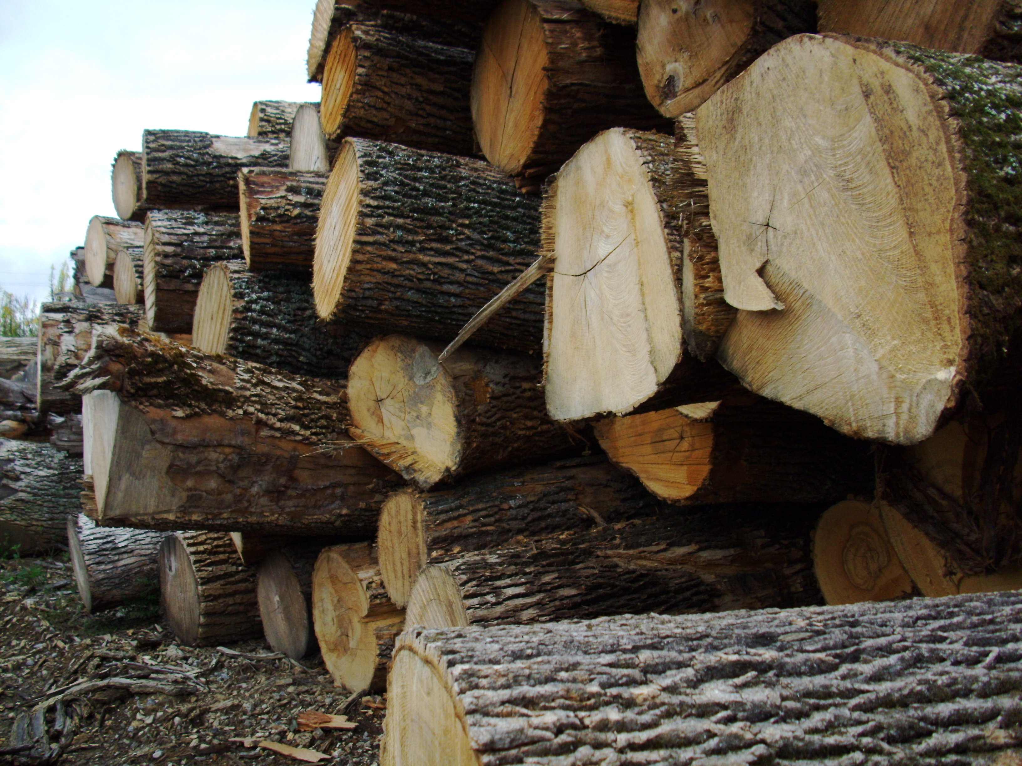 Saw logs