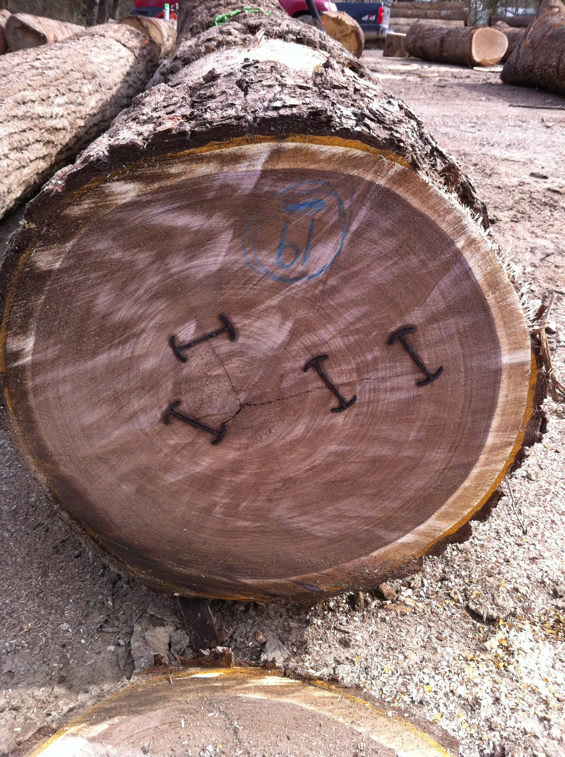 Walnut veneer logs