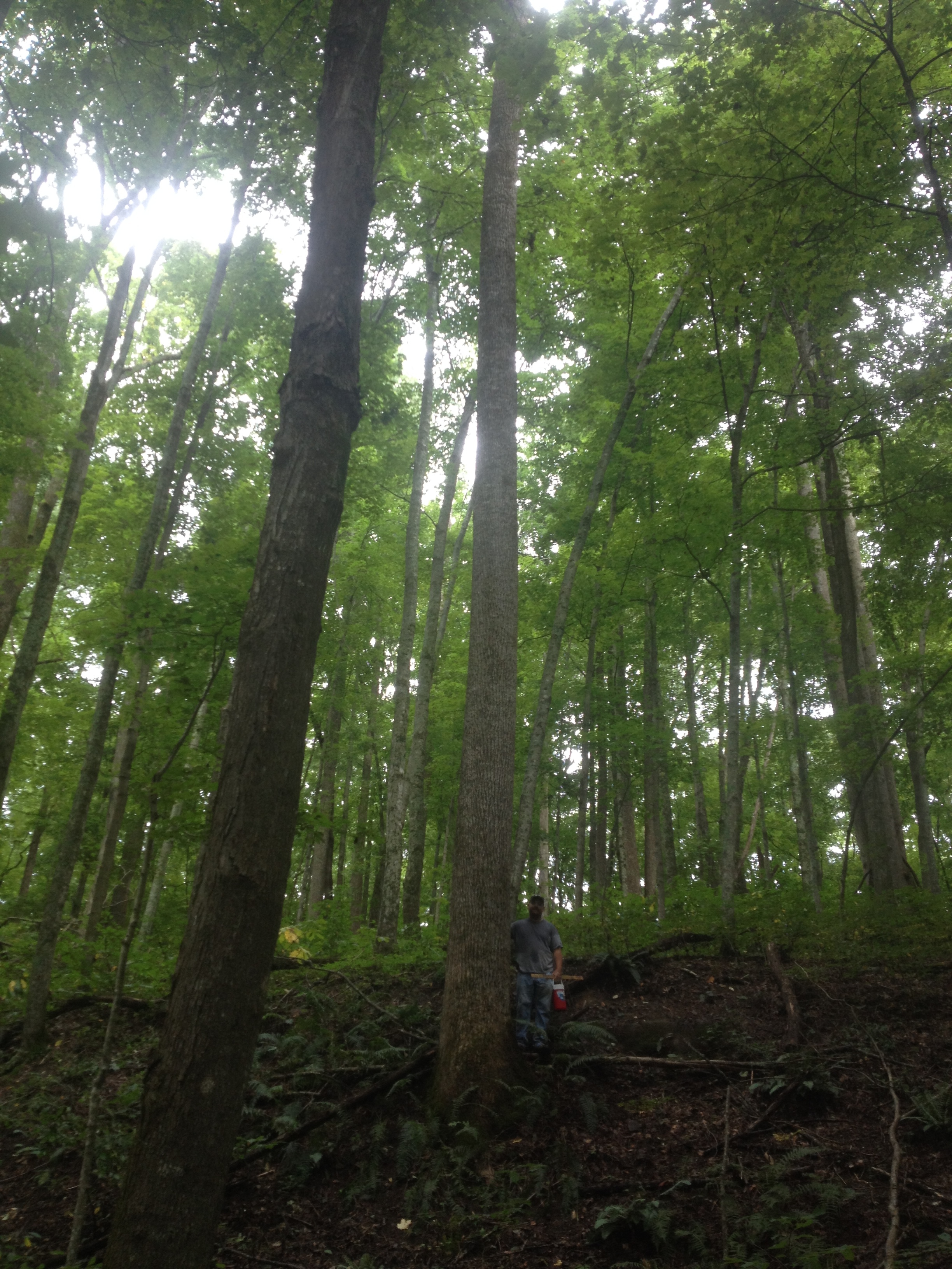 Buyers of standing timber