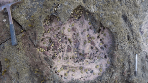 Dinosaurs footprints on Isle of Skye