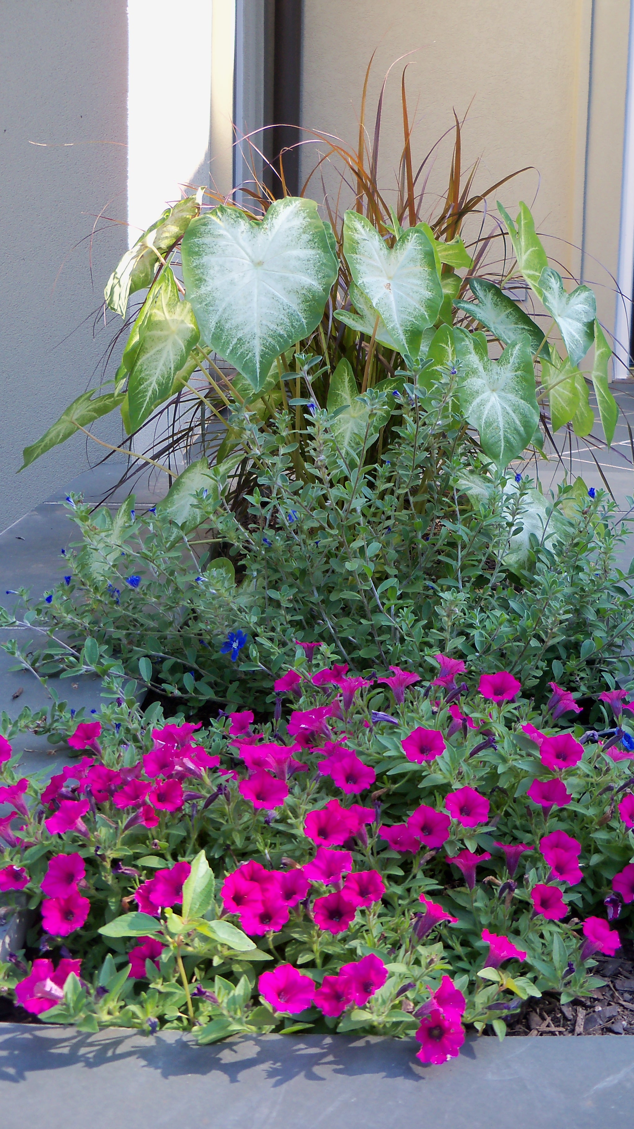 Annual and Perennial Garden Design