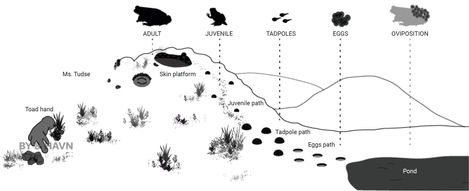 The intervention includes design elements such as the toad's eyes,
nose, hand, skin platform, tadpole path, eggs path and juvenile path,
which symbolize different stages of the toad's life and encourage
visitors to engage with the environment.