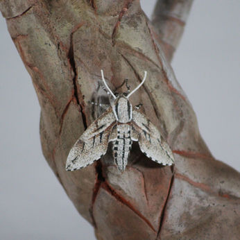 Pine hawkmoth carving