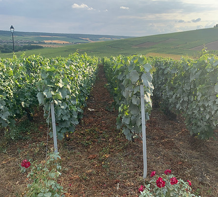 Best tour of Champagne