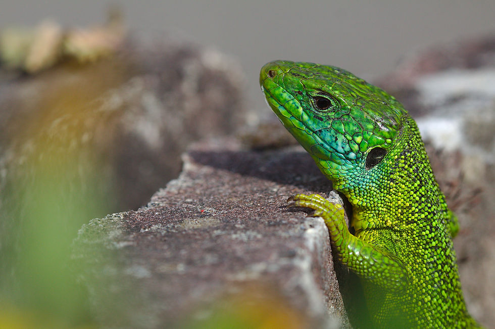 Lézard vert occidental 5