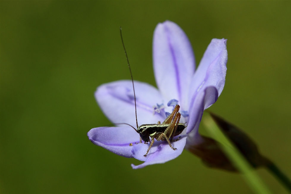 Decticelle juvénile 1