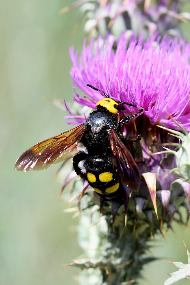 Scolie des jardins 1