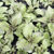 Nettle Plants