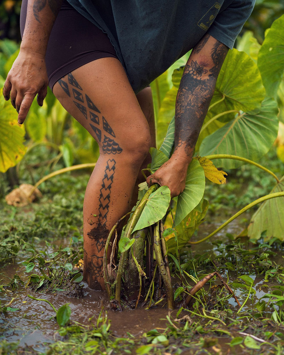 Miki‘ala Pua‘a-Freitas đang thu hoạch kalo tại trang trại của mình, Kapuna Farms trên đảo Maui.