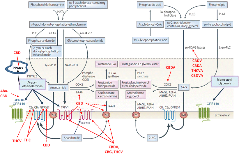 Endosystemchart.gif