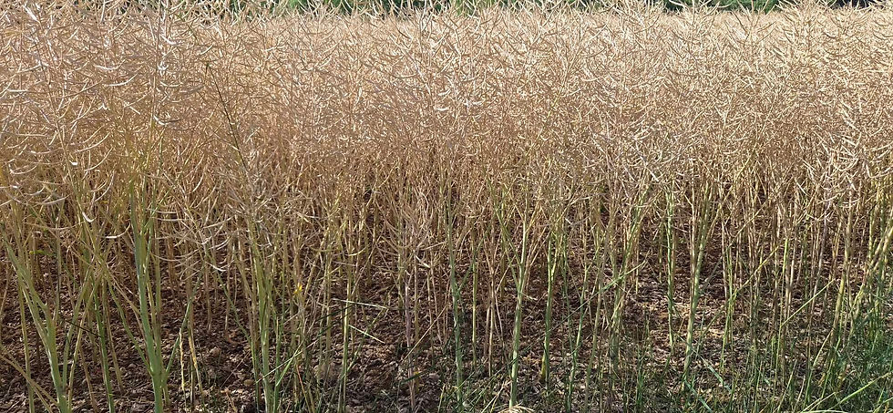 I've got no idea what this crop is, but I just loved the symmetry. It's got tiny black seeds in its pods.
