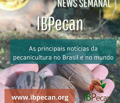 News semanal IBPecan: as notícias que são destaque na Pecanicultura