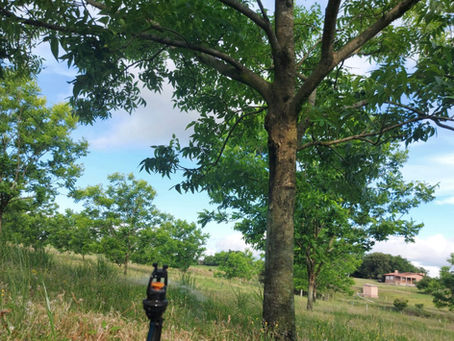 Irrigação de pomar em Nogueira Pecan