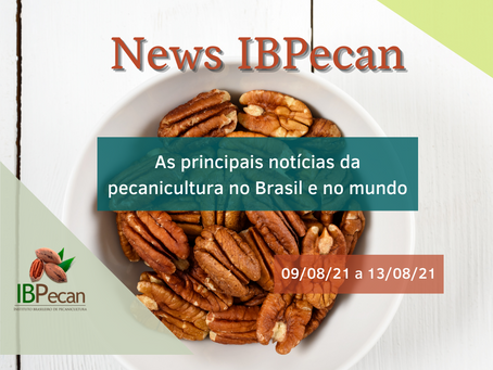 News semanal IBPecan: as notícias que são destaque na pecanicultura