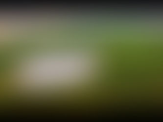 News semanal IBPecan: as notícias que são destaque na Pecanicultura