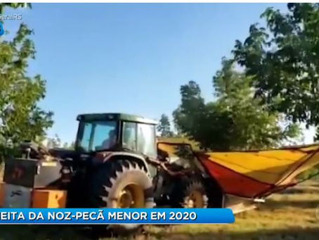 IBPEnaMídia: Safra menor em 2020.