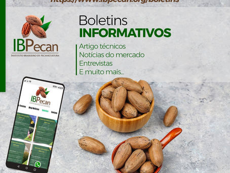 News semanal IBPecan: as notícias que são destaque na Pecanicultura