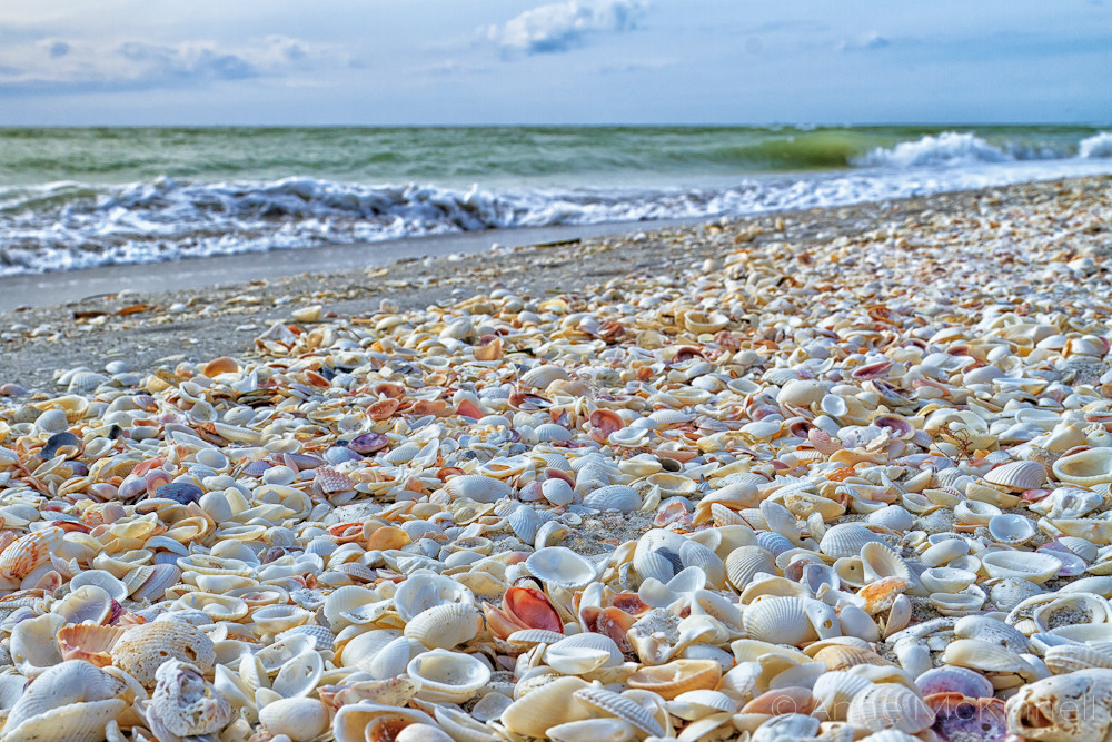 Millions of Shells along the coast of Sanibel Island