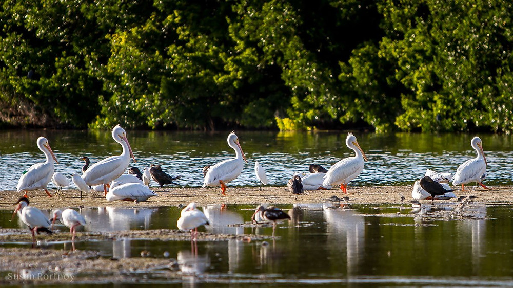 Image of various birds in J.N. "Ding" Darling National Wildlife Refuge