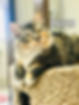 brandi cat.jpg