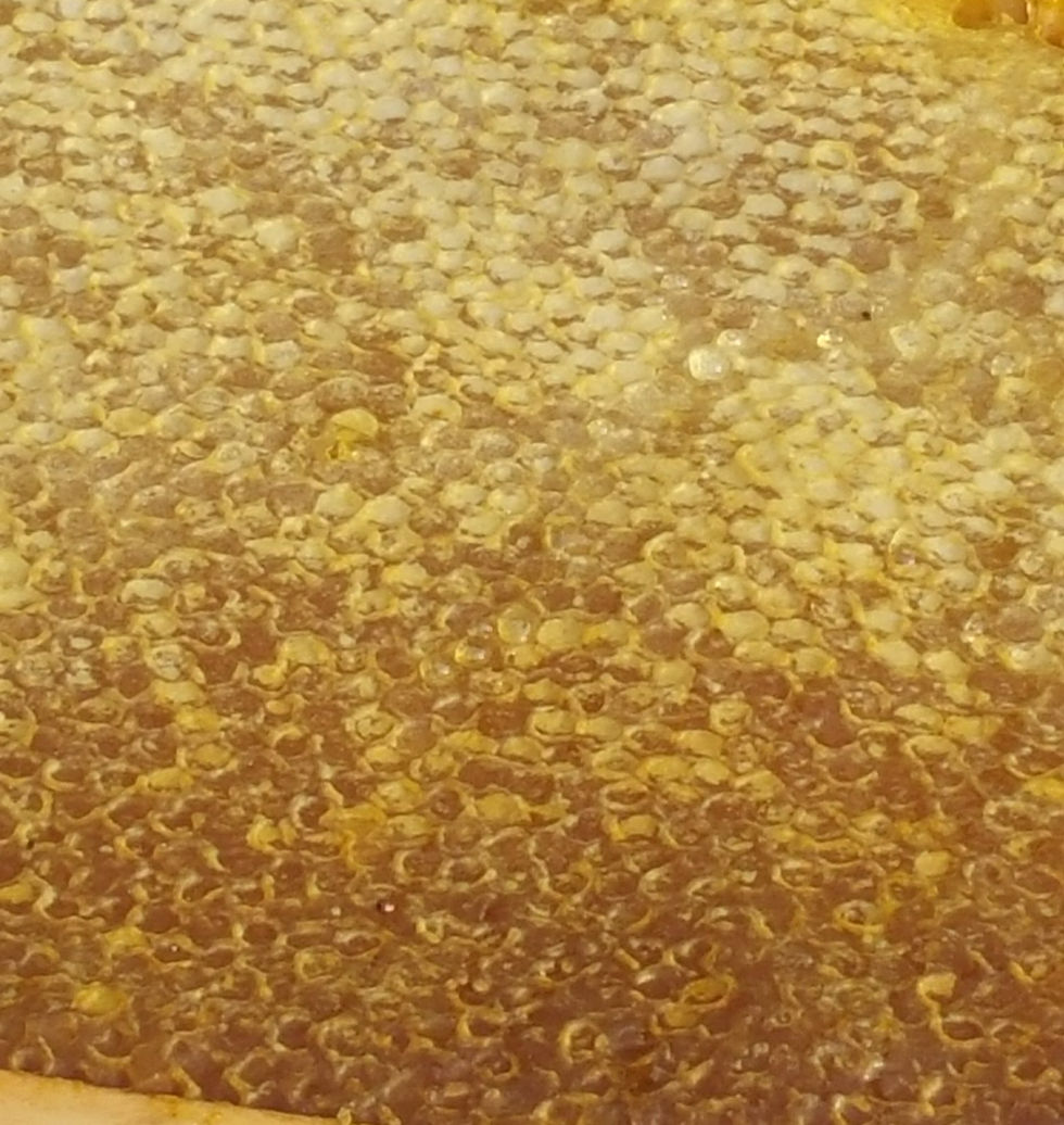 Close-up view of honeycomb filled with golden honey in a beehive