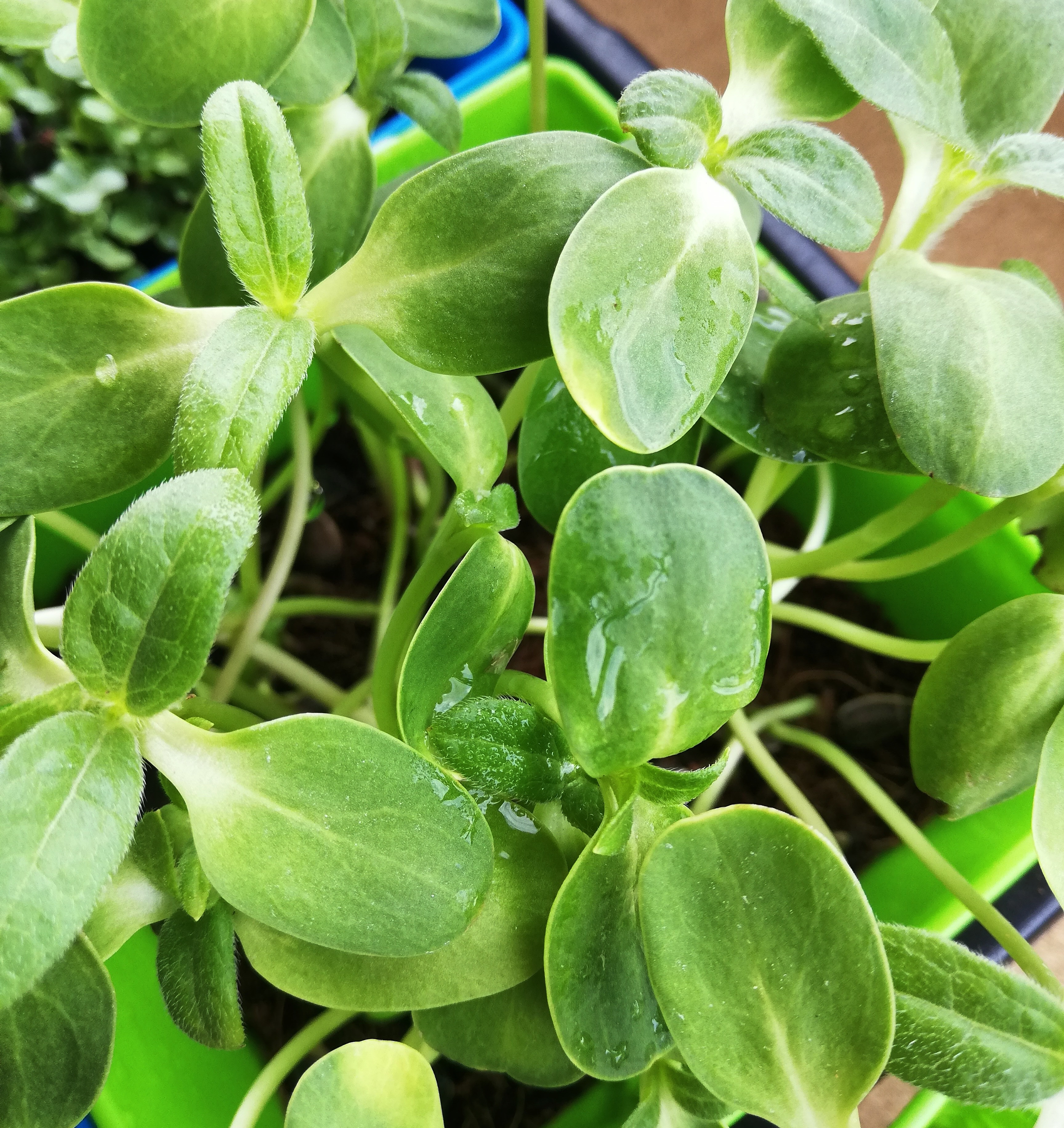 Brotes de Girasol 30 g
