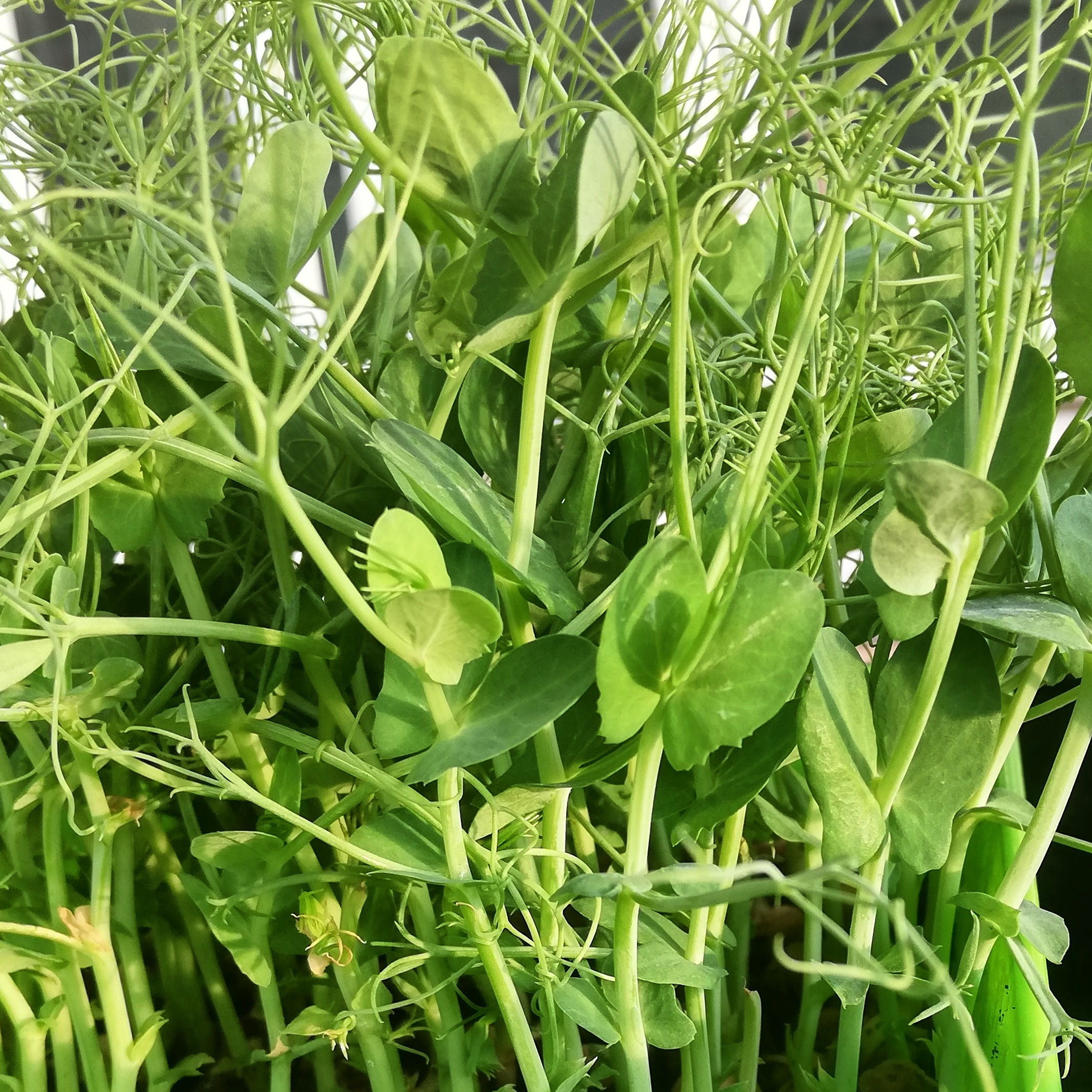 Pea Shoots 30 g