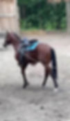 colt18