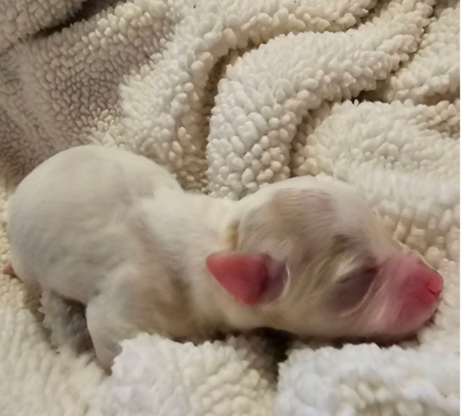 Thumbnail: Pearl Australian Shih-Poo 