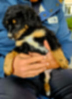 Thumbnail: Daisy - * I found my forever home* Mini Australian Mountain Doodle