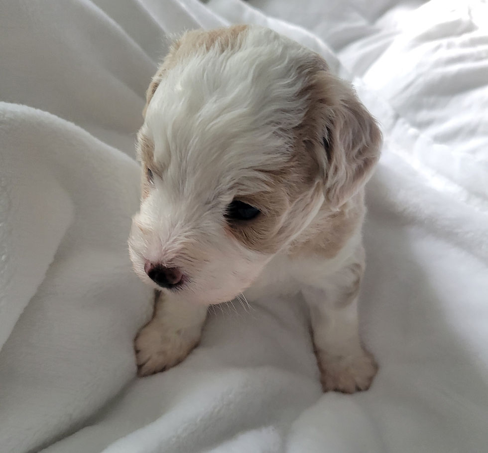 Thumbnail: Pearl Australian Shih-Poo 
