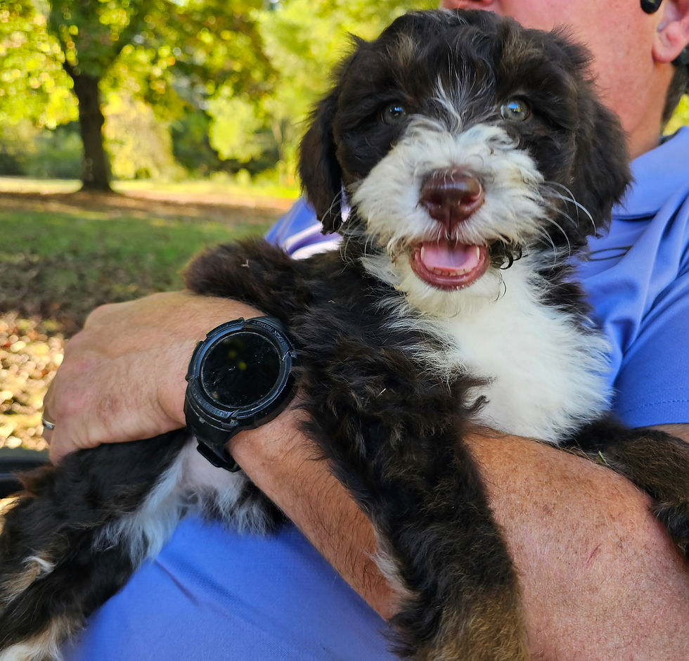 Rosie Mini Australian Mountain Doodle Puppy