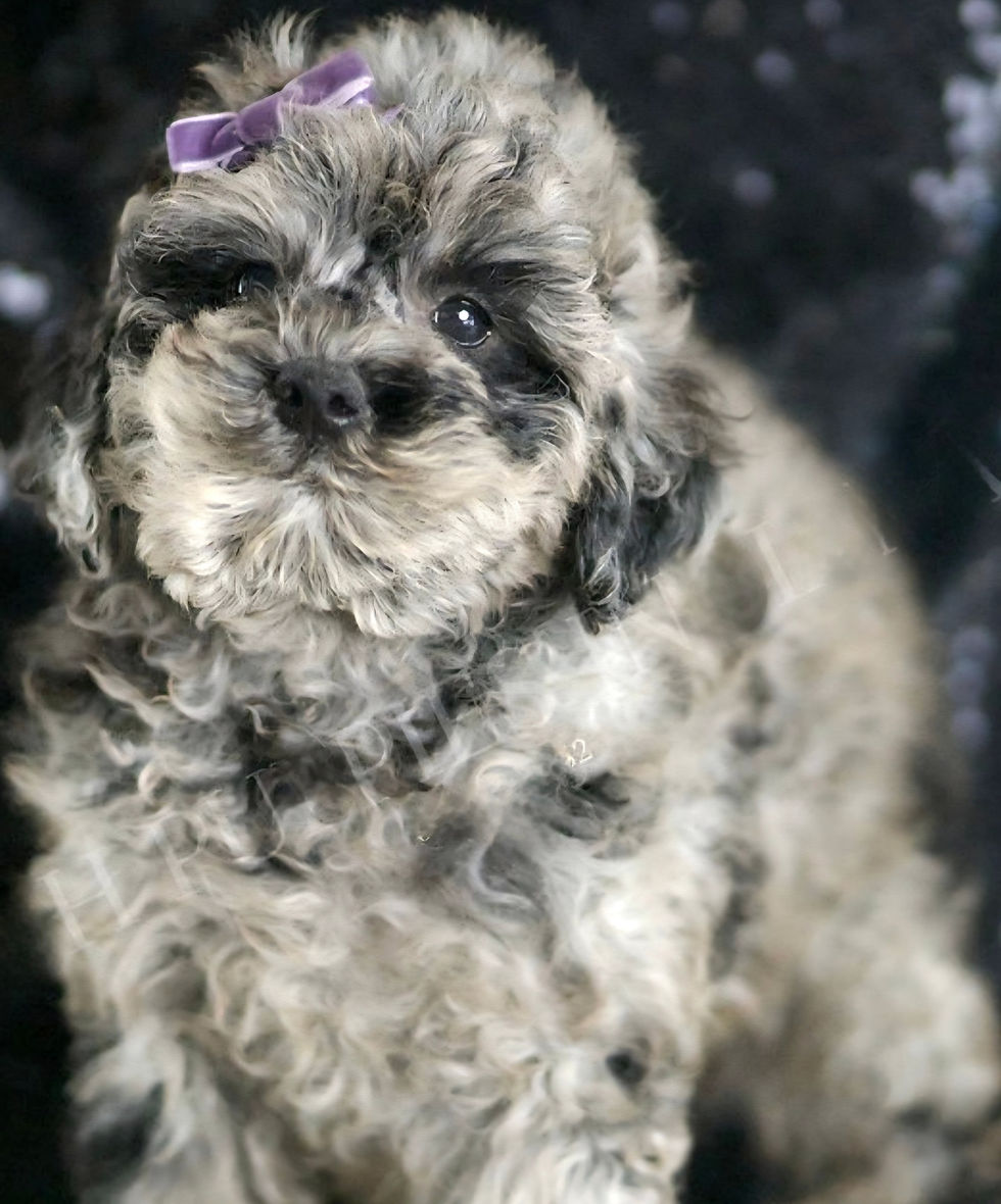 Thumbnail: Pixie - *I found my forever home* Miniature Poodle