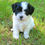 Thumbnail: MILEY - Shih-Poo - Congratulations Marisa Family in Pennsylvania