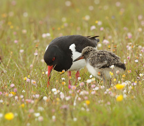 Oystercatcher on machair_edited.jpg