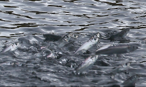 Herring Screenshot_Lydia Martens.png
