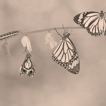 butterfly_edited.jpg