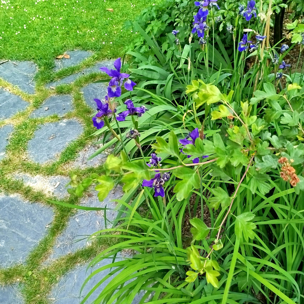 jardin rezé jardin nantes paysagiste nantes paysagiste rezé paysagiste bordeaux aménagement jardin nantes paysagiste concepteur conception jardin Nantes architecte paysagiste nantes jardin réalisé Rezé jardin champêtre Rezé