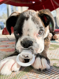 Save the Clefts Rescue puppy