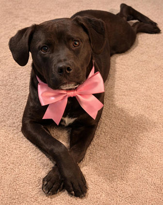 LPAH adoptable Tully