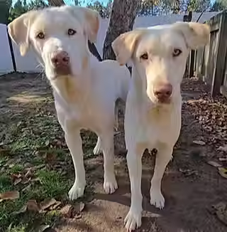 Casey and Nathan Lab Rescue LRCP