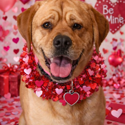 RUFF Peaches Valentines