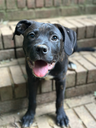 LPH Adopt Tully