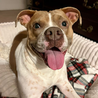The doghouse project pup