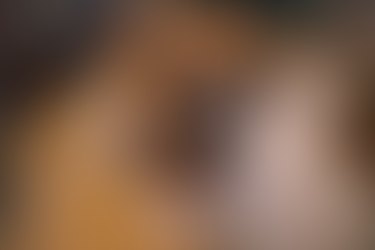 Carolina Boxer Rescue Pup Picture